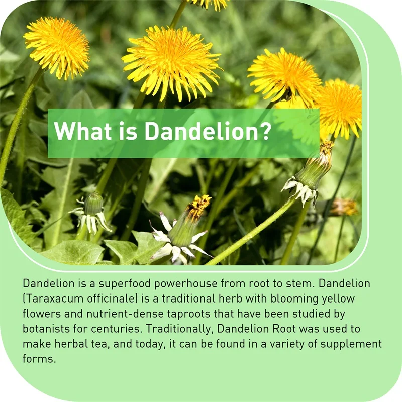 Kapsul Akar Dandelion - Dukung - Home Bathroom With Urinal ulasan dan harga